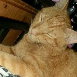 Meet your Posher, Kenneth